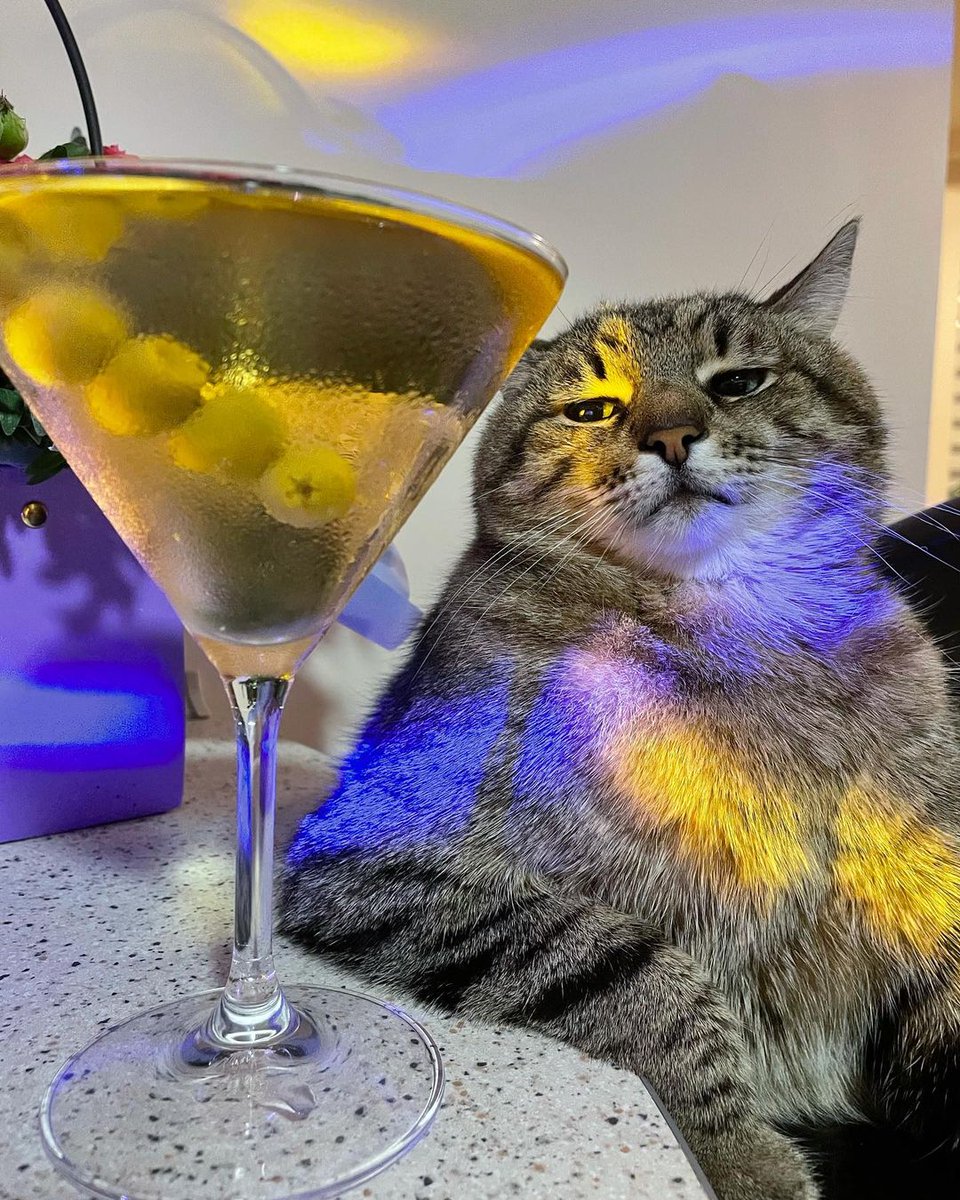 <a href="/Lucy3370/">R</a> <a href="/MilaKunisv/">Mila Kunis</a> <a href="/aplusk/">ashton kutcher</a> Please join the #LoveYouStepan campaign to #StopPutin in Ukraine 🇺🇦 We are demanding diplomacy and armistice by posting pictures and videos of the world famous Ukrainian cat Stepan. We need your support 💙 Stop this war, stop all wars 💛 #StopWar #StandWithUkraine #CatsOfTwitter