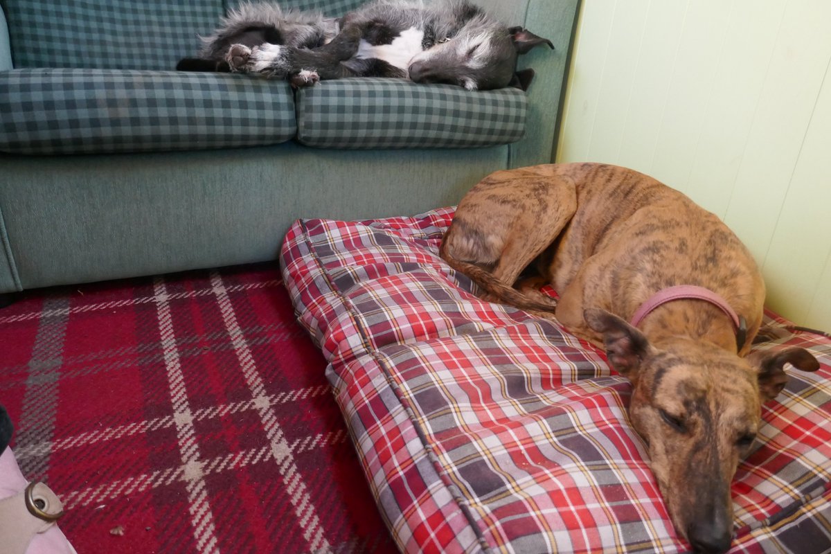 TheLengthsman's tweet photo. After a day of #Zoomies on the towpath ~ we are shattered #DogsofTwittter #canaldogs https://t.co/CRdGK6CoPx
