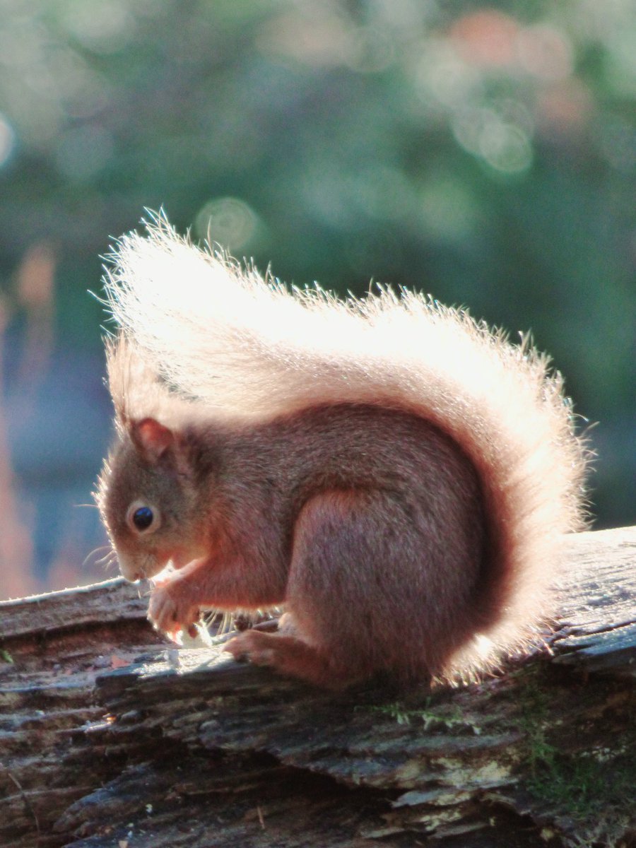 shamblesklutz's tweet photo. It's been a back-lit squirrel and beach kind of day ❤
#redsquirrel #largobay
#Sunday in #Fife
@VisitScotland @welcometofife https://t.co/tzu1OfA0kn