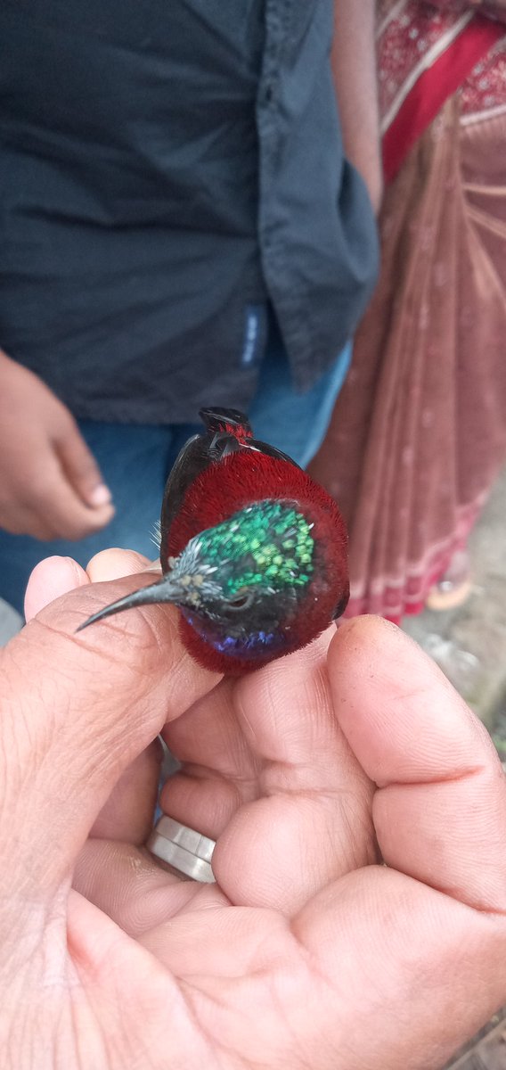 prem2hrt's tweet photo. @NFTs4Animals #humminglife https://t.co/eGc37kjNQj
