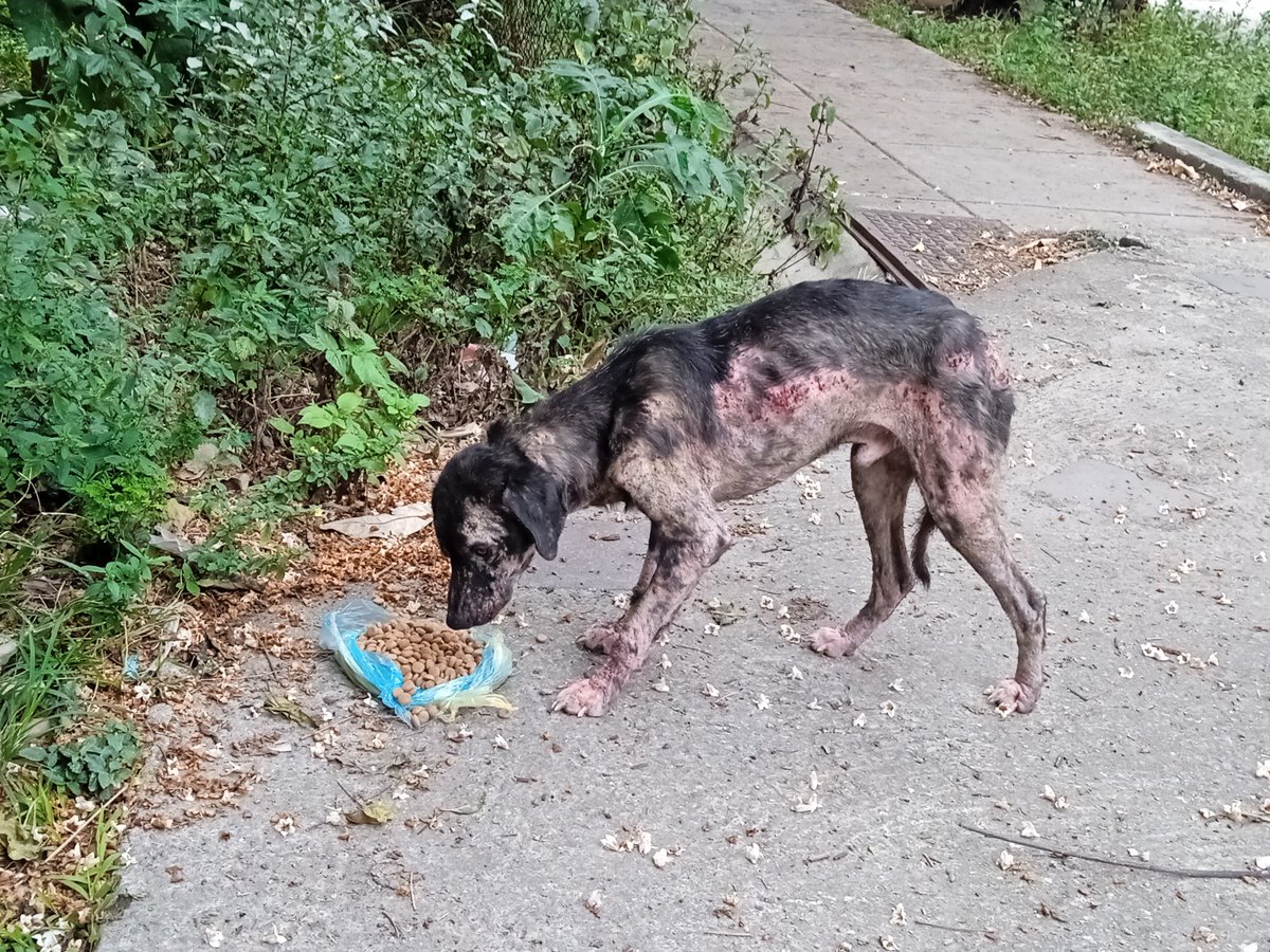 PerroUsuario's tweet photo. #AYUDAAAA #URGENTE RT @tistjmay: Perro en Propatria Casalta es urgente alguien me ayude con un Bravecto gracias  https://t.co/3QvQQwb4ed