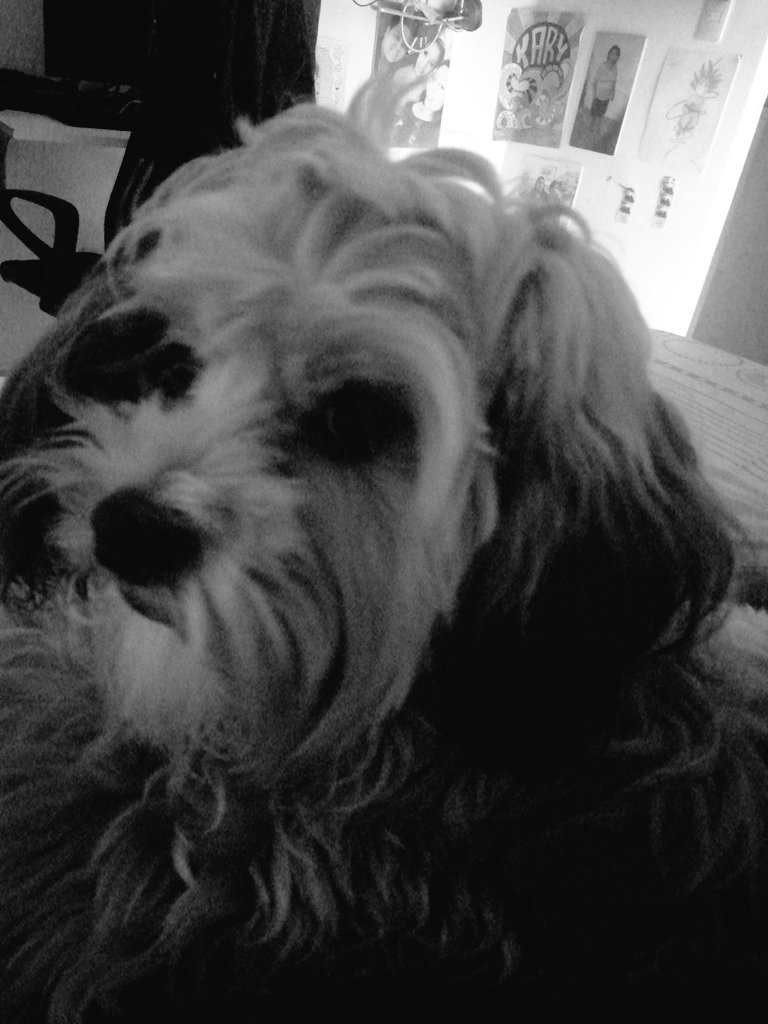 karinitayesquen's tweet photo. Gracias mi amor, solo tu me brindas el amor mas fiel del mundo ✨🙌🏼🐾🤎
#SiempreJuntas
#AmorCanino https://t.co/0SCMfNgFCZ
