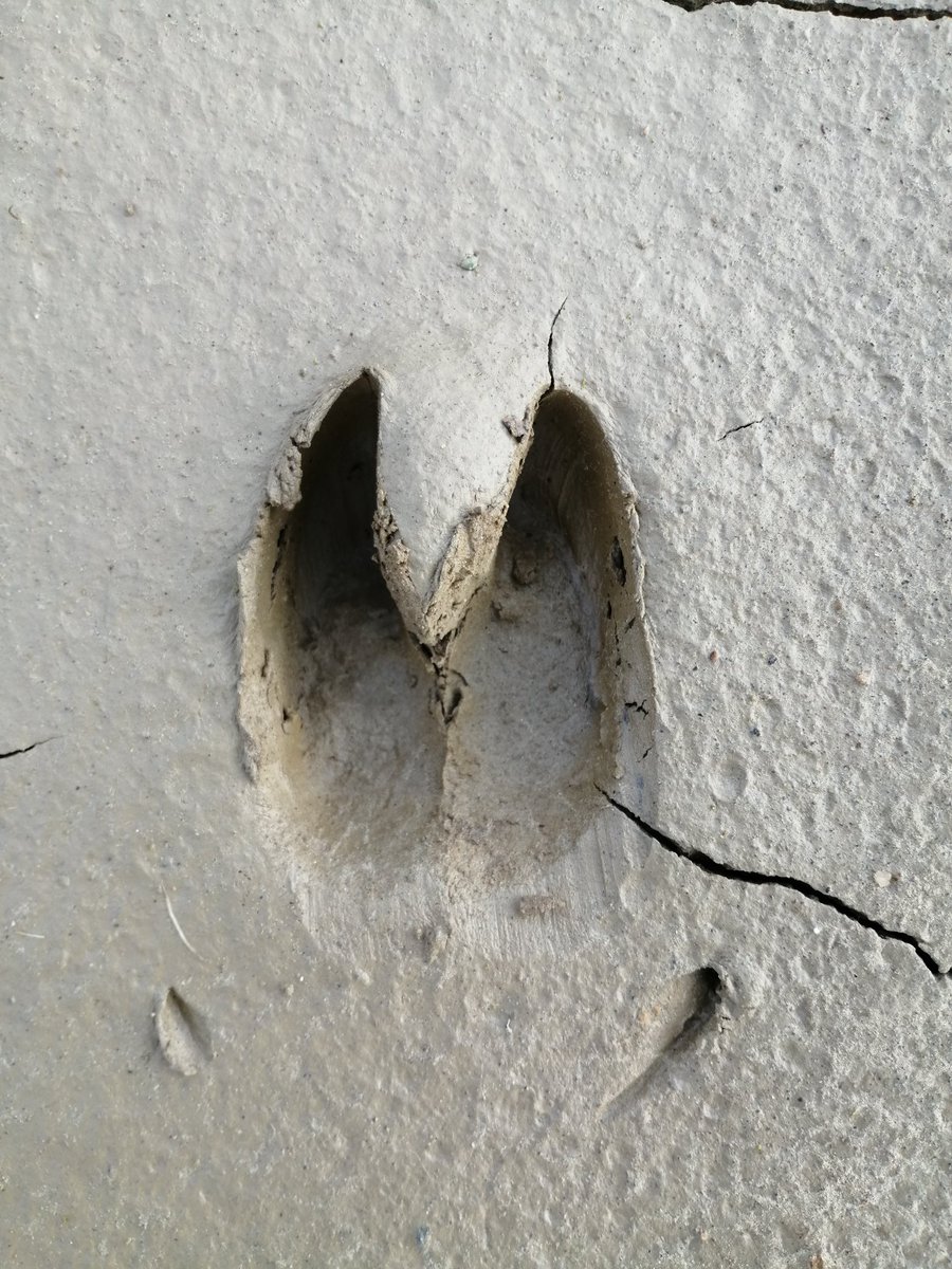 Visitantes en Oleiros.