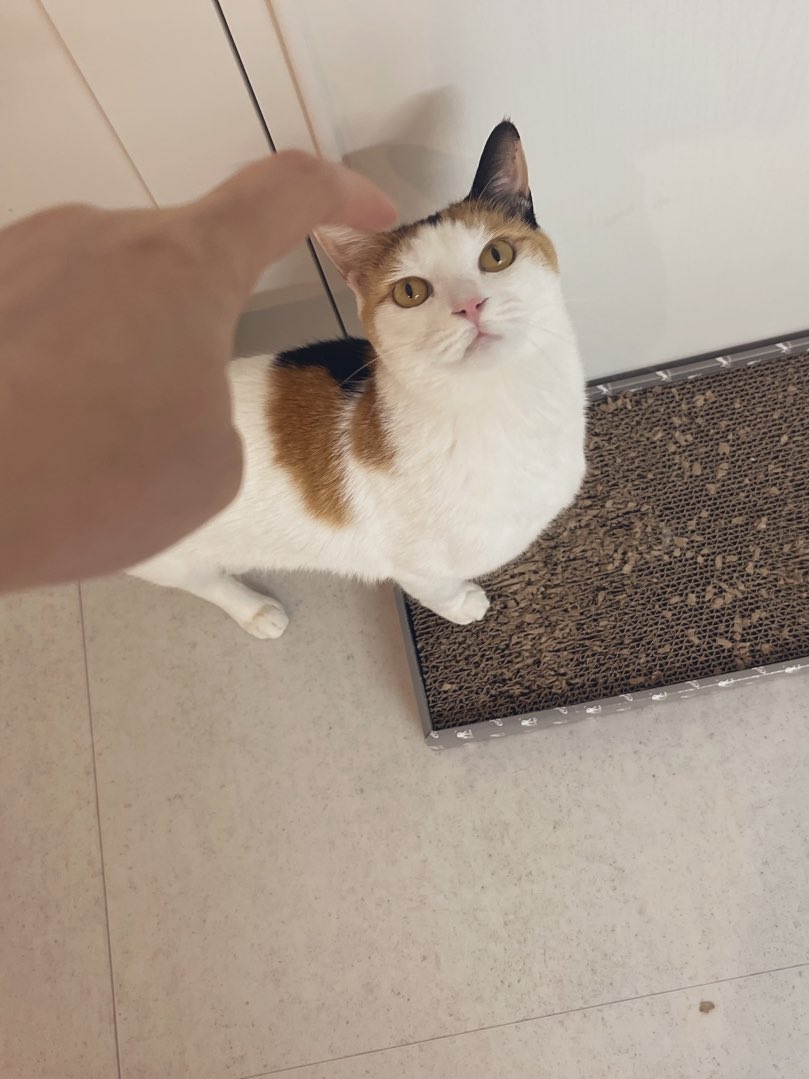 그리거 아건 나으ㅏ고양이