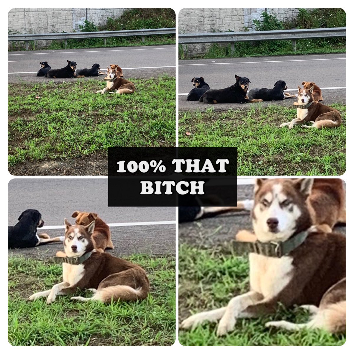 troymendoza16's tweet photo. Only In Trinidad #Trinidad #Husky #HuskPots #CarnivalBabiesSoonCome #TakeJam https://t.co/nO5ELsPS8K