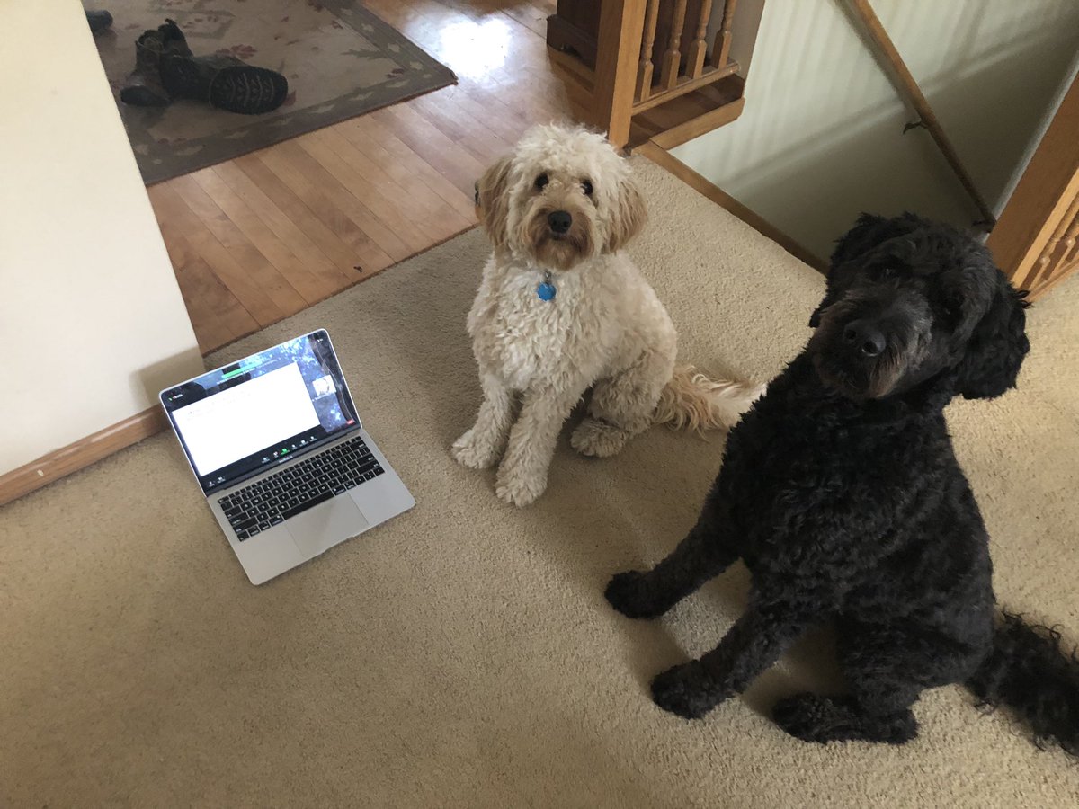 Can you have sex with a sonata? Shannon the Dog is stumped by @sdraucker’s provocative questions #NAVSA2022Pets #navsa2022