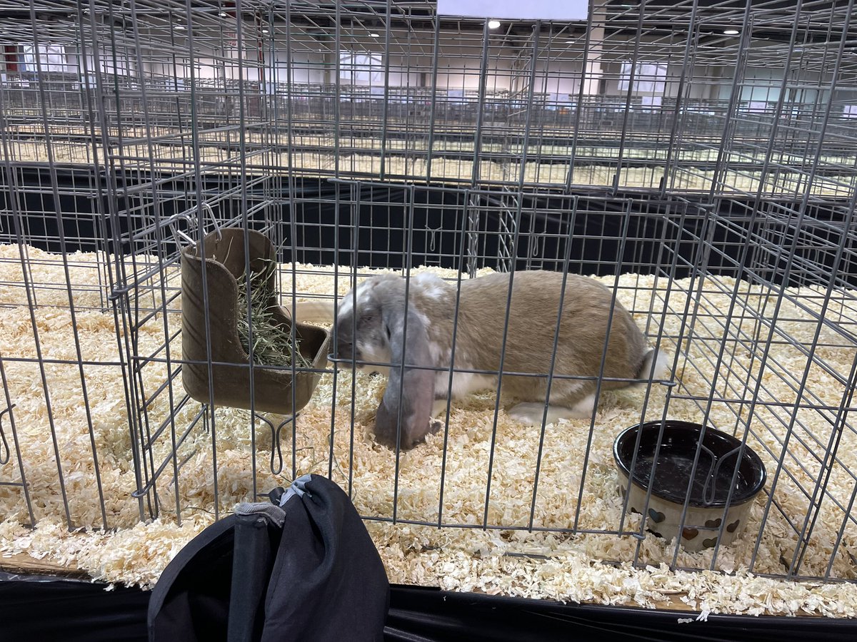 elkins_ffa's tweet photo. Congratulations to Sarah Lovetinsky and her English Lop rabbit named Chicken for placing 1st in their class at the Houston Livestock Show and Rodeo!!!!! https://t.co/f6UlH0LE7m