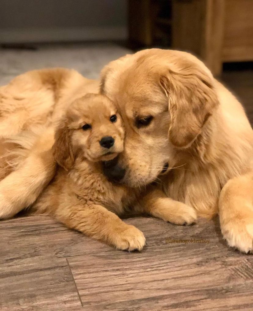 NecesitoUnPerro's tweet photo. Una bella postal de amor!! https://t.co/ndEFtvUG53