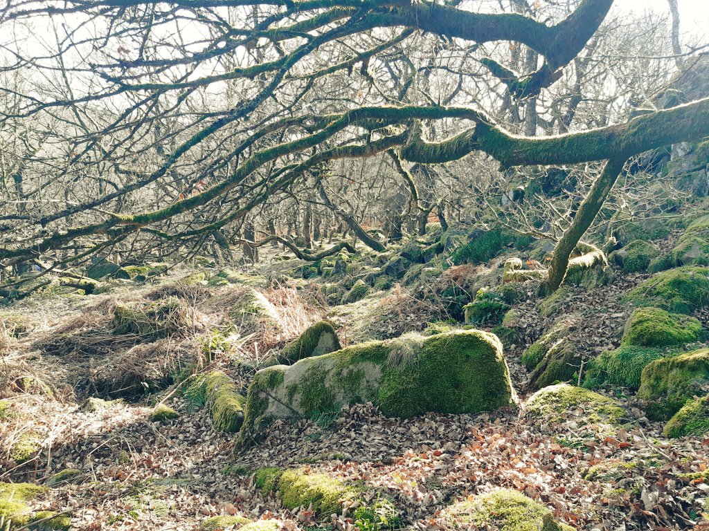 Countryside Walk 🌳🌲 

#Countryside #Walking #peakdistrict