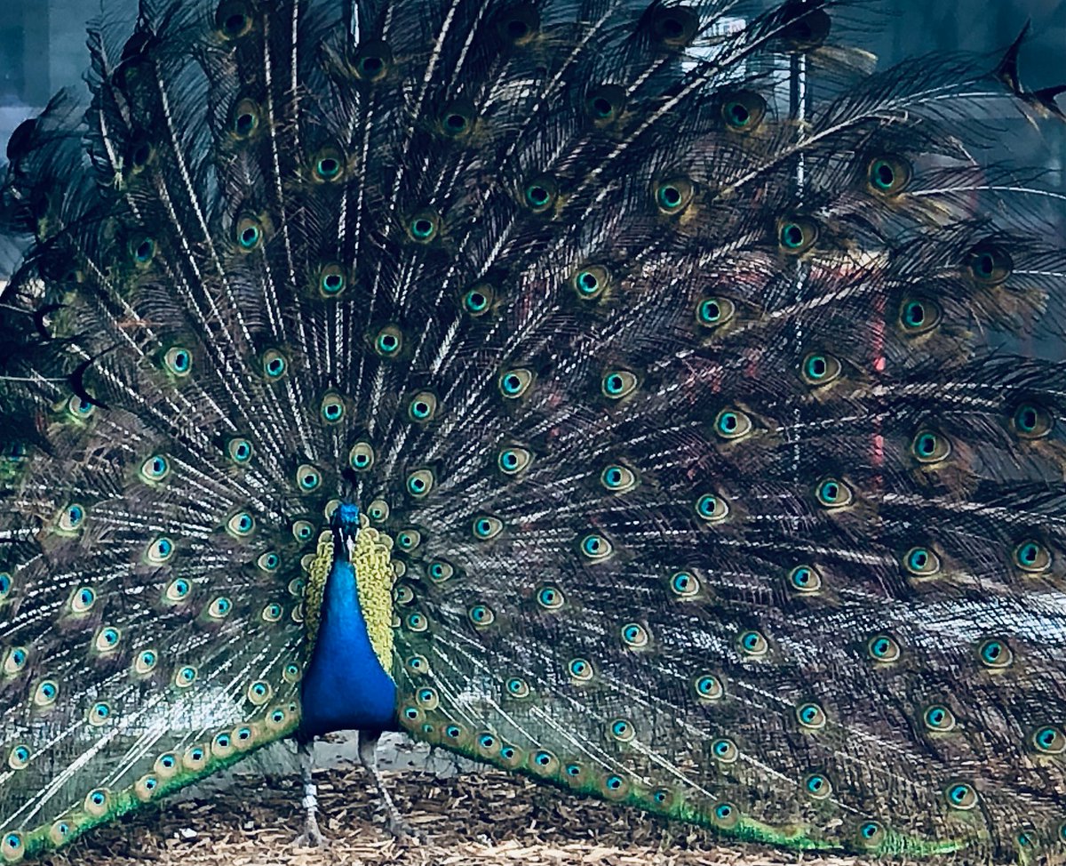 A March morning at the Detroit Zoo