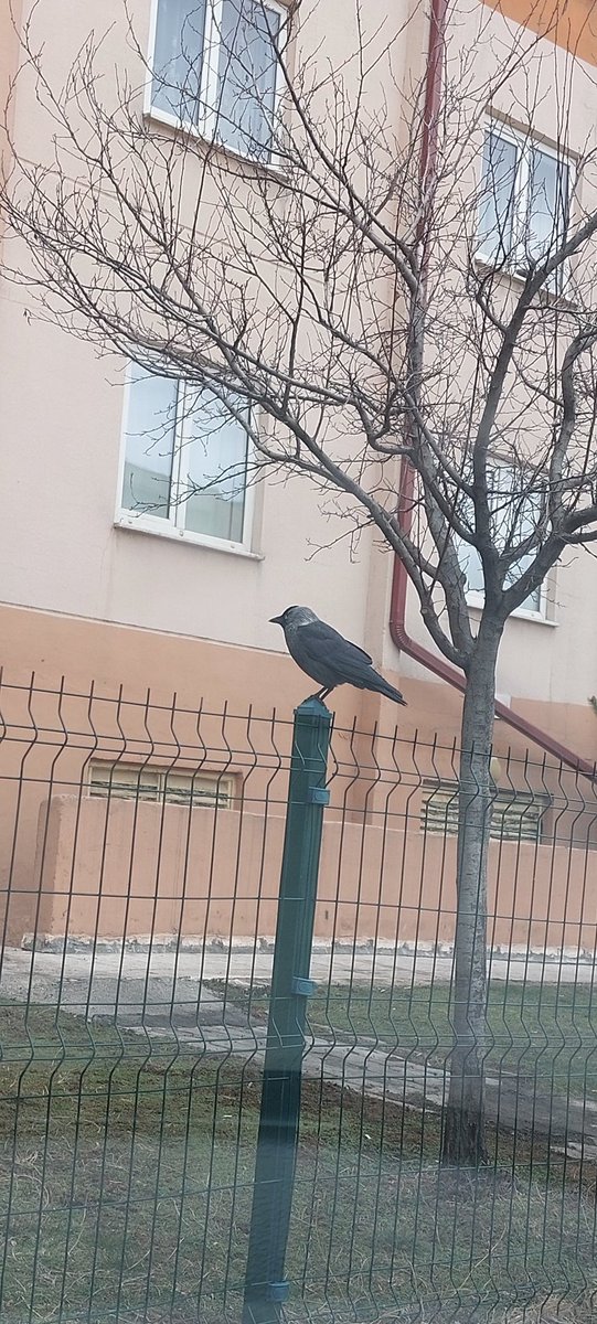 "Malum kölenin kaderi efendinin avuçları arasındadır ama bazen de efendinin yazgısı kölenin alnında yazılıdır."
              Romalı Genç Yargıç