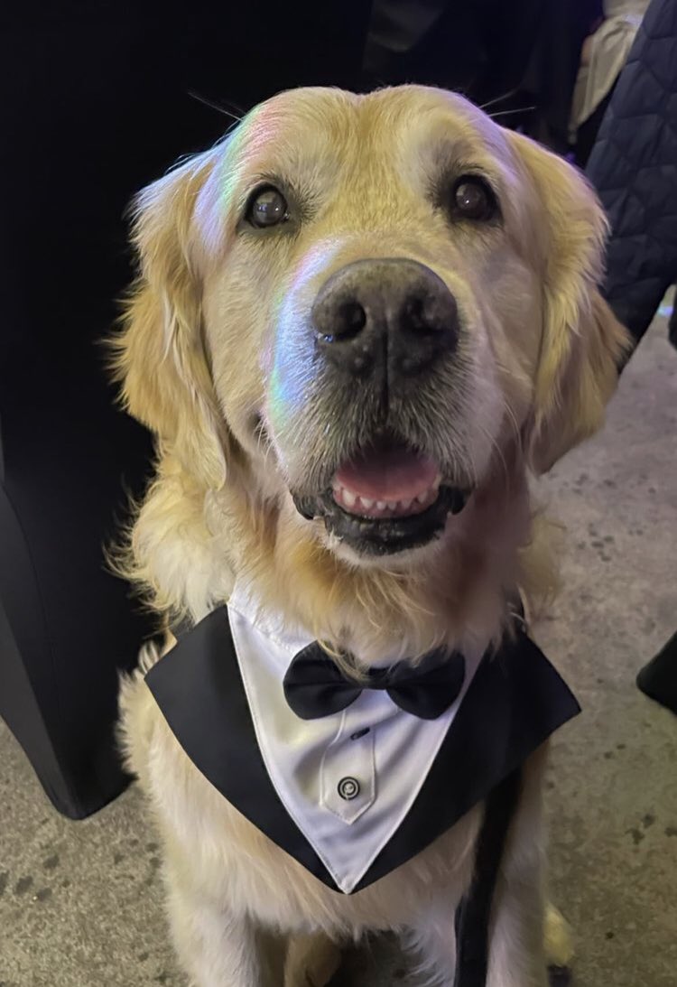 I met some true superheroes last night at the <a href="/animalstaruk/">Animal Star Awards</a>. This is Leo from <a href="/LeoandFriendsTD/">Leo and Friends Therapy Dogs</a>. Every day Leo and his friends visit kids in hospital and make them feel good and happy. Animals have that superpower! 💚💚💚💚 please follow him!