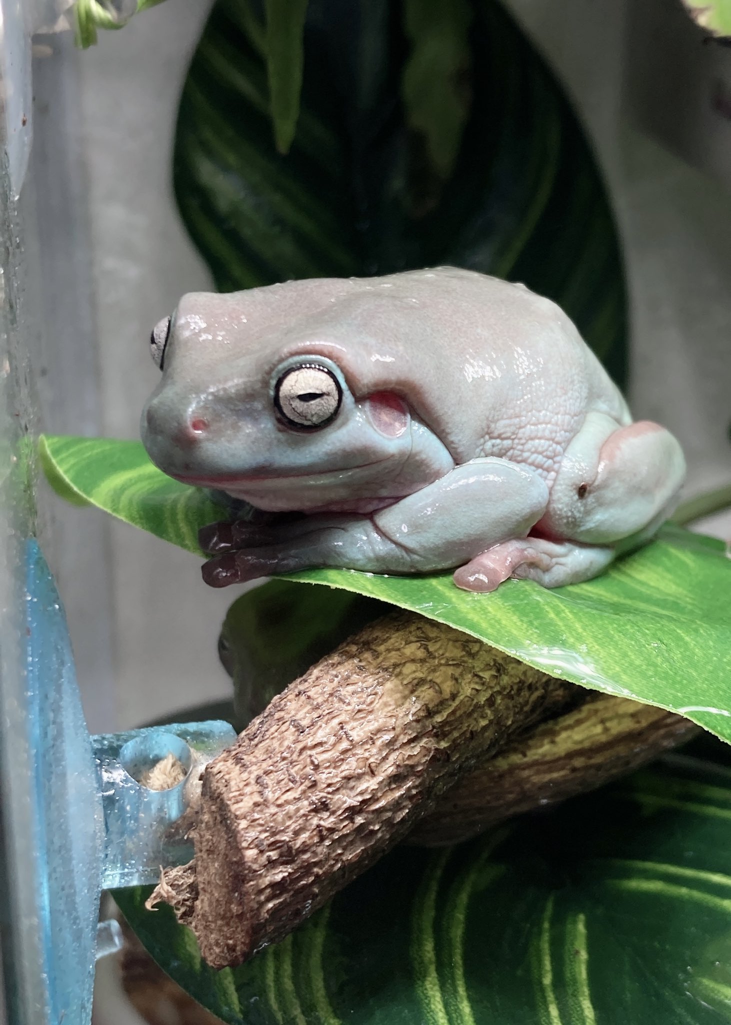 イエアメガエルブルー Twitter Search Twitter