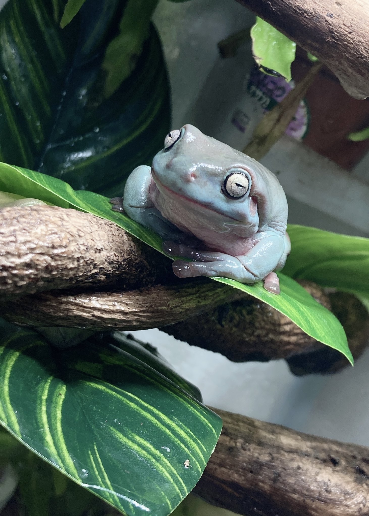 イエアメガエルブルー Twitter Search Twitter