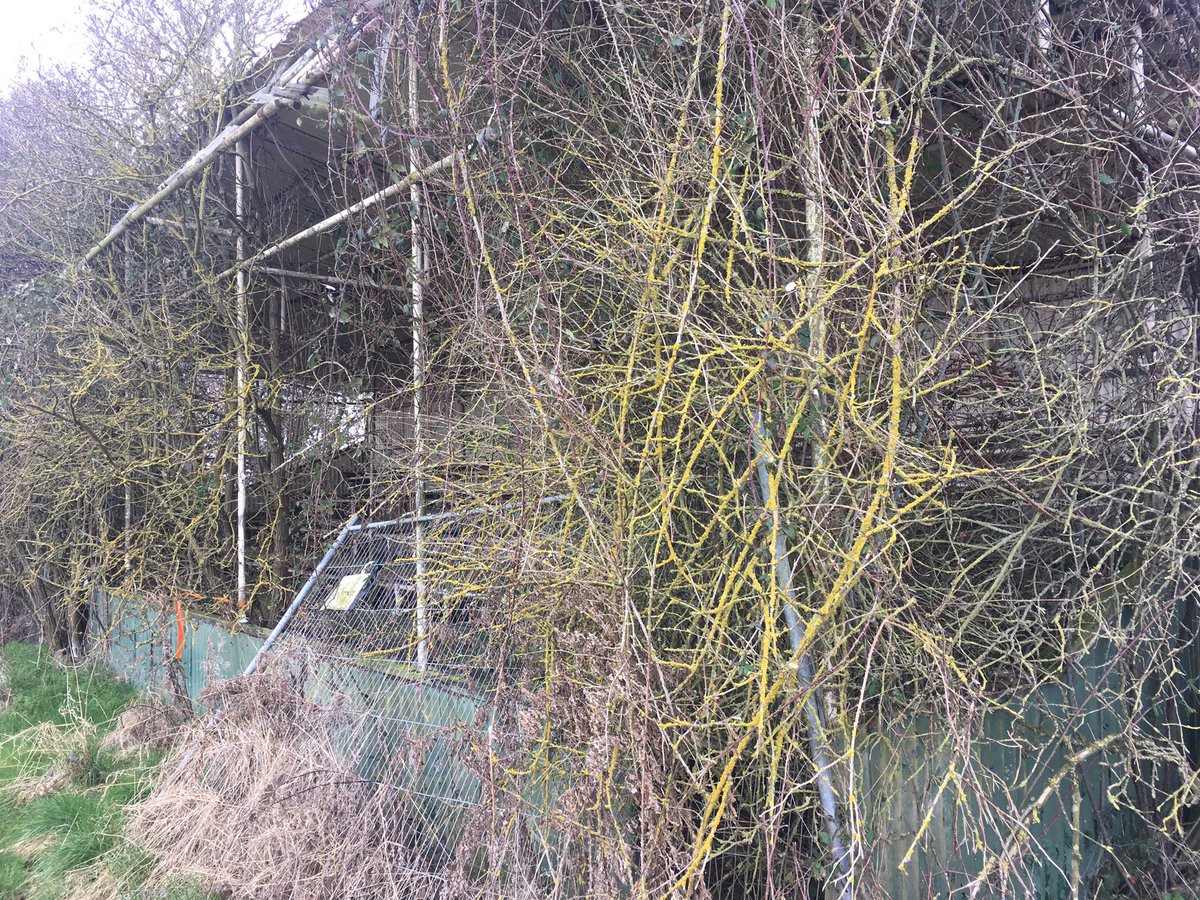 getsomechalk's tweet photo. Abandoned grandstand in a field near Launton. #footballarchaeology https://t.co/5o3tEFk6E7