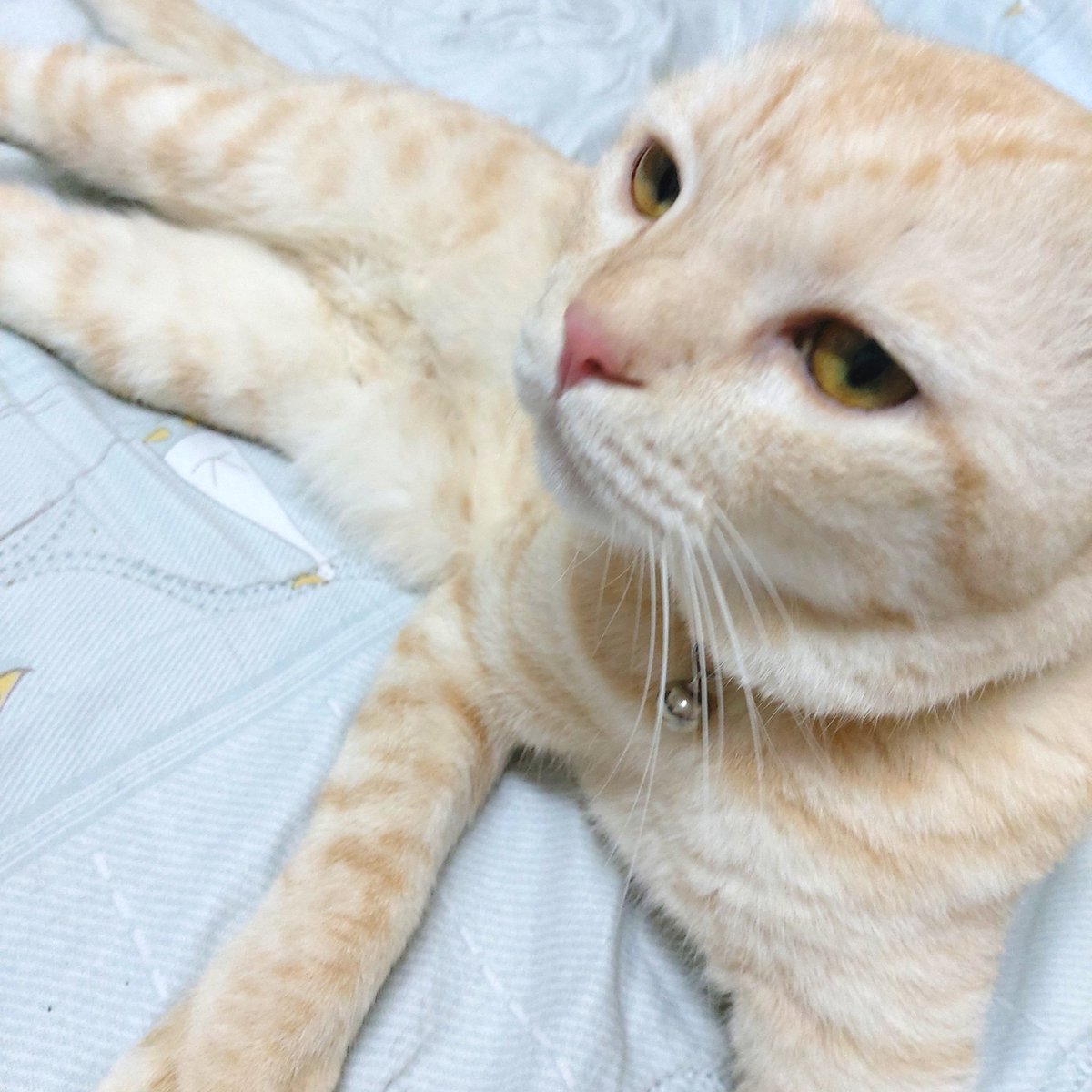 johinano's tweet photo. นับจากวันนั้น นู๋ก็ร้อง...
แม๊!!!!! ๆ ๆ ๆ เทอาหารโหน่ยยยยย https://t.co/14t2gKwhos