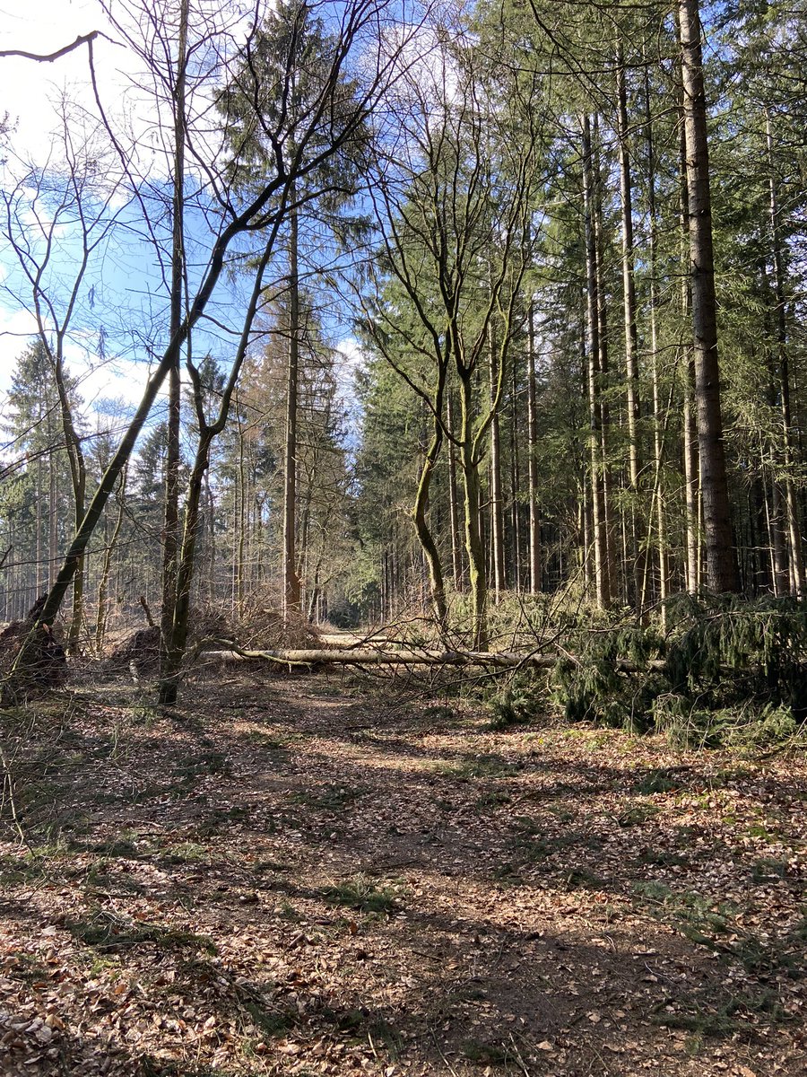 belden_trixi's tweet photo. Wenn deine Lieblingsstrecke durch den arg gewindbeutelten Wald führt, hast du als Bonus prima Parcourstraining. 1 Hund als Sparringpartner gefällt das. #keeponrunning #trainingsstart #kannnurbesserwerden #aberwetterwartoll https://t.co/ewcpY68M78
