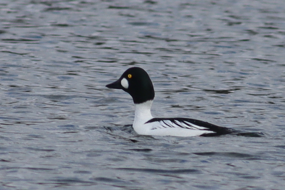 This smart drake Goldeneye was at Hilfield Res this morning - my first adult male there since Jan 2021. Also Peregrine and a beautiful pink-flushed Redpoll. #hertsbirds #londonbirds