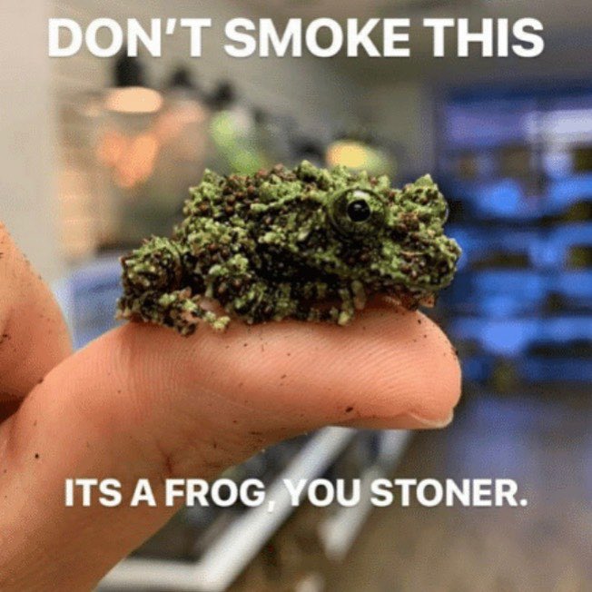 mccainkingg's tweet photo. You’re stoned 💨💨😂😂😂
#Mmemberville #StonerFam #420life #CannabisCommunity #420community #STONER https://t.co/iIi5TGTO80