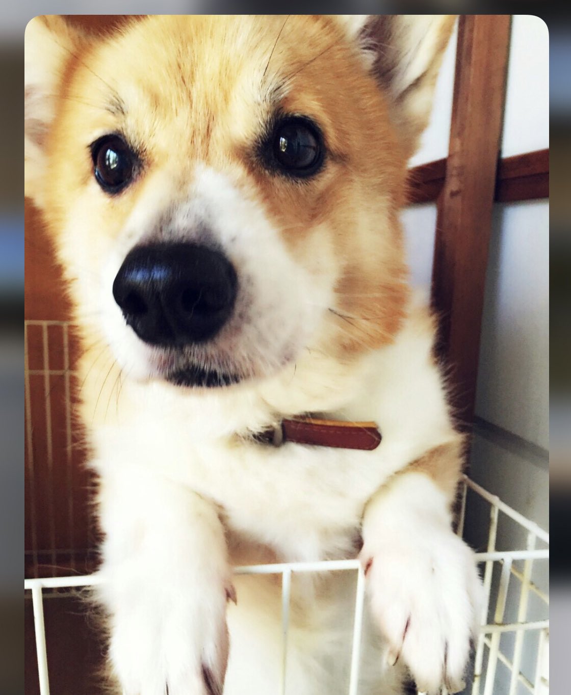 福島清香 ふくしま せいか 写真を見返してたら昔飼ってた犬の写真が 実は可愛くなるアプリで犬にも反応した一枚 明日の配信は 11時 12時ショールーム 12時 13時ツイキャス です 犬 T Co Tcnpuezzhm Twitter