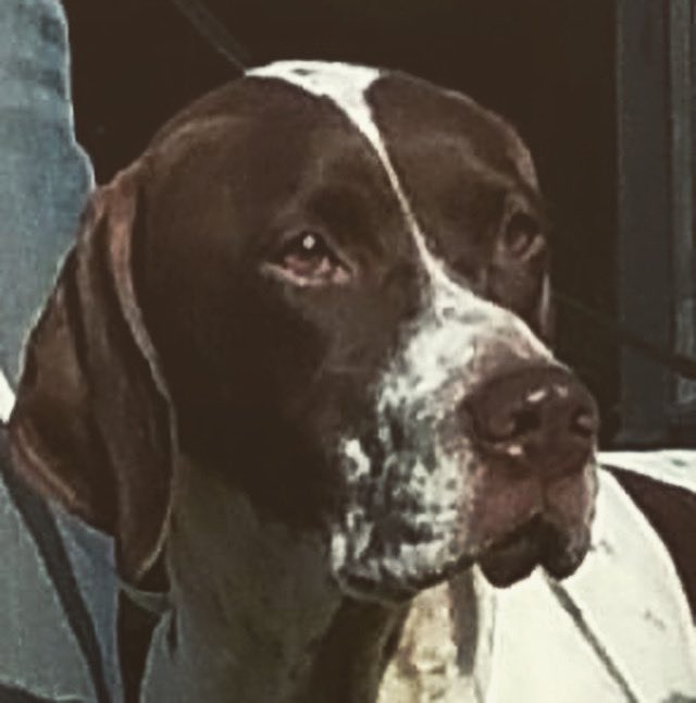 TherapyDogsUK's tweet image. Therapy Dogs joining us at Crufts 🐾

💛 Posie
💛 Pointer
💛 9 years old

Come and find us - Hall 3, Stall 53!

We can’t wait to meet you all!

#pointer #pointersofinstagram #crufts #crufts2022 #comeandmeetus #comeandsayhi #gettoknowus #therapydogsatcrufts #therapydogsnationwide