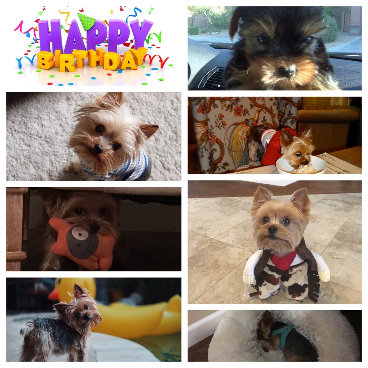 There’s not a movie, TV show, sporting event, musical, comedy, circus act, etc., that entertains me more than this 7 lb.treat eating pup, who’s #1 priority is to NOT to let me out of his sight. Happy Birthday Fuji! 🐶 🐾 #yorkie #yorkielife