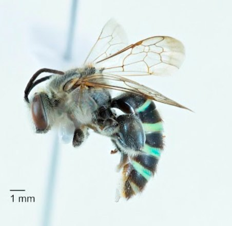 BeeBabette's tweet image. Late to the party here, but apparently it was #InsectButtWeek (the internet is a weird and wonderful place). As someone who looks at insect butts a lot (#ForScience) I feel like I have a #professionalopinion: the #bee Nomia rubroviridis.