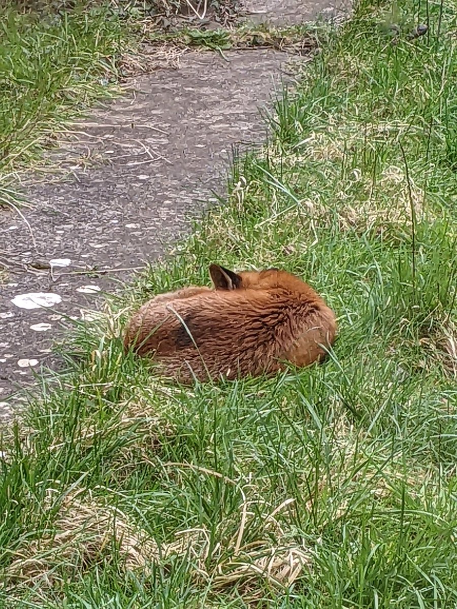 gillydormouse's tweet photo. Dozing happily in my daughter's garden. Obviously feels very safe 🙂 https://t.co/keN7NiboX0