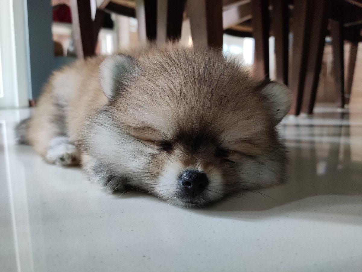 PixelZee3's tweet photo. @calic415 🐶🦊 https://t.co/IEeGCGcZBB