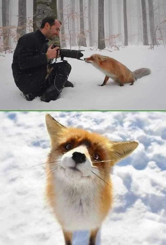 BeatrizAndrino's tweet photo. Totalmente de acuerdo😊Este es el único disparo que debería estar permitido hacia un animal, el del “Click” de tu cámara de fotos... 🌱🦊🐾📸 🦊🐾🕊️💞❤️
https://t.co/sweXCrWEi2 https://t.co/3JpnYaxzO2