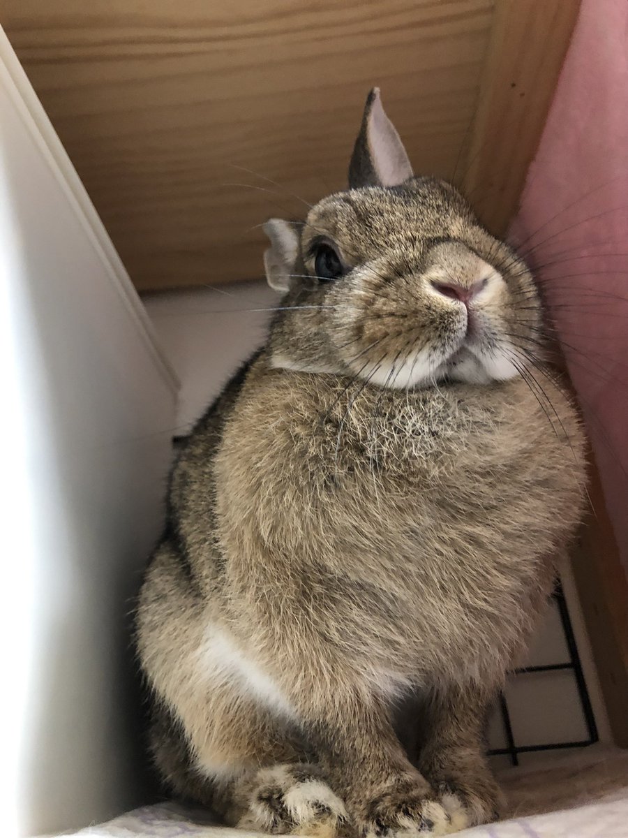 もっふもふ
#うさぎ
＃可愛いやつ