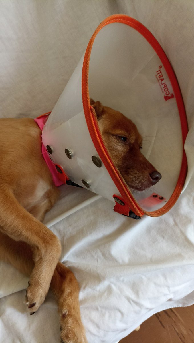 RoseeCuenta's tweet photo. Se acomoda para q pueda limpiar su herida 🥺 https://t.co/blxtHGZRY4