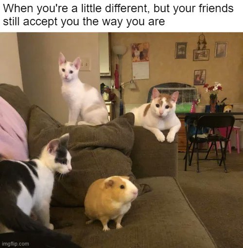 WholesomeMemes (@wholesomememe) on Twitter photo 