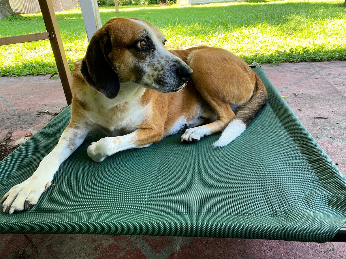 stephanies_531's tweet photo. Happy #GotchaDay to my boy Skiff! We rescued him 2 years ago. Heartworm positive, 15 pounds skinnier and food guarding. He is such a sweet happy boy now who still loves any and all food. #dogsoftwitter #walkerhound https://t.co/CCbDxZ9f7R