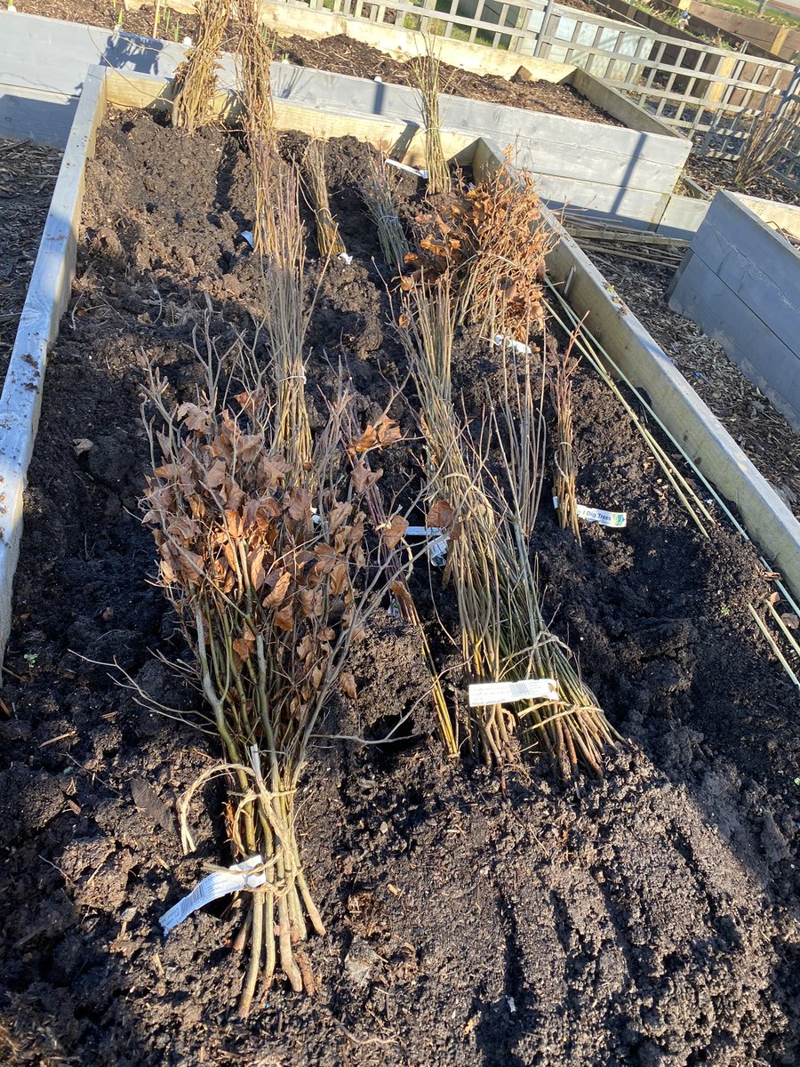 Thanks to <a href="/PartnersPFL/">Partners Foundation</a> who linked us to <a href="/AppleCast1/">Apple Cast</a> who came today to collect some <a href="/tcvtweets/">The Conservation Volunteers (TCV)</a> #idigtrees  We have some left so if any Wigan groups want some please get in touch Amberswoodcommunityallotments@gmail.com