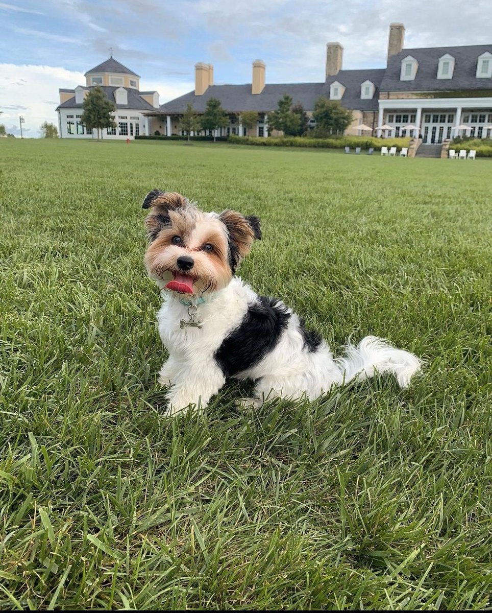 SalamanderVA's tweet photo. And I think to myself.. what a wonder-fur world! ๐ถ #DogsofSalamander #dogtravel #dogfriendly #dogfriendlyhotel
๐ธ ig: mocha_chiller https://t.co/3RceF12M8V