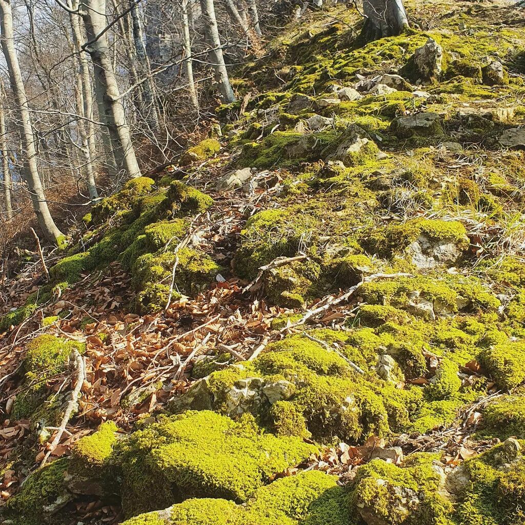 Kung_FuPrincess's tweet photo. First hike of the season - Lovely 10km hike, on trail and parts of trail, but ohh so freezing cold lately. I thought we got spring coming - but I guess I was wrong 🤷🏼‍♀️ Anyway, felt good to get outside again :) How was your weekend? ❤️ #kungfuprincesson… https://t.co/ybgTj7zr77 https://t.co/4cKxcoKV61