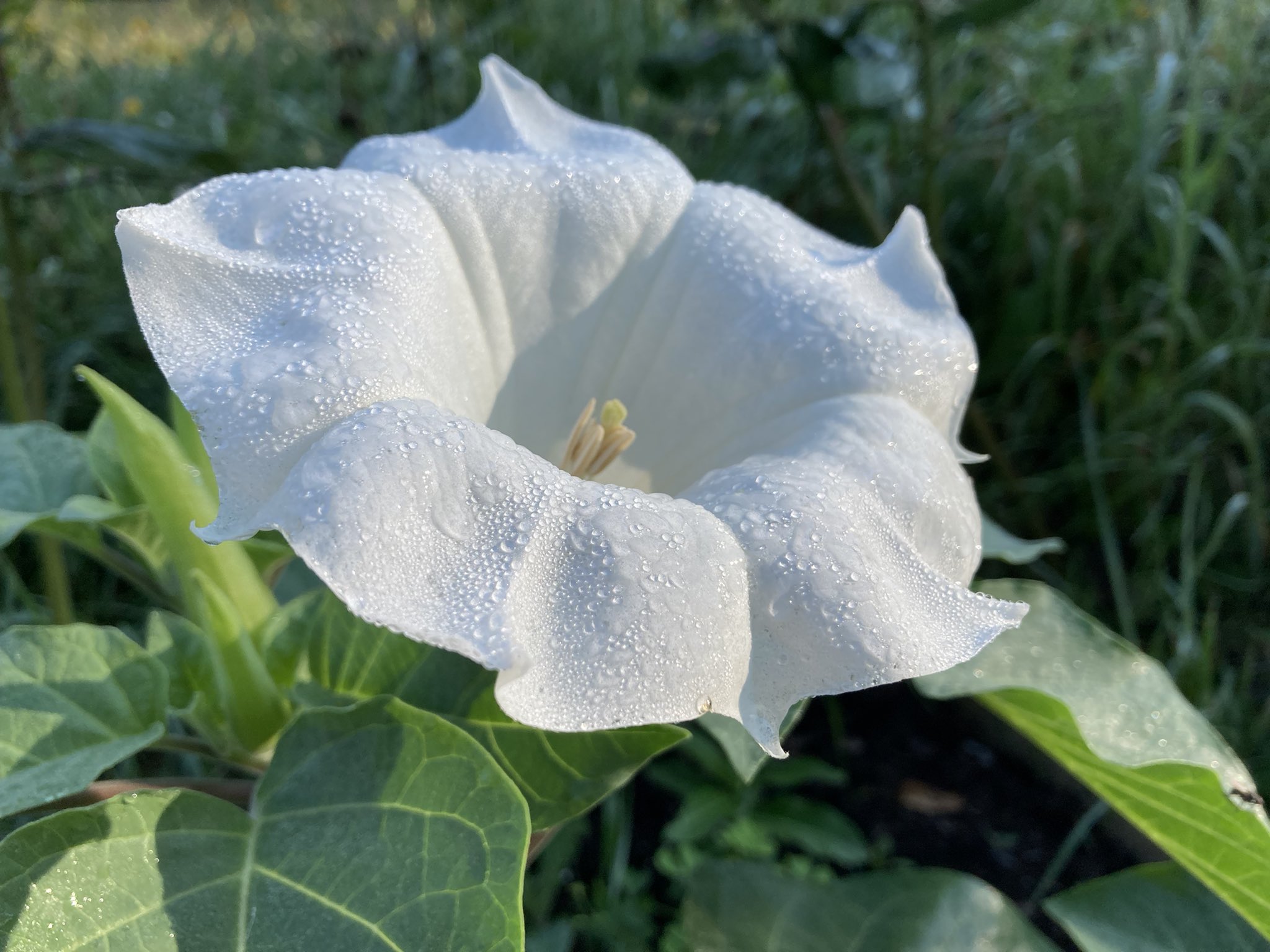 Bane Folk Did You Know Datura Is A Popular Note In Modern Perfumery Because Its Toxic Alkaloids Survive Both Enfleurage And The Distillation Process All Perfumes With Datura Notes Are