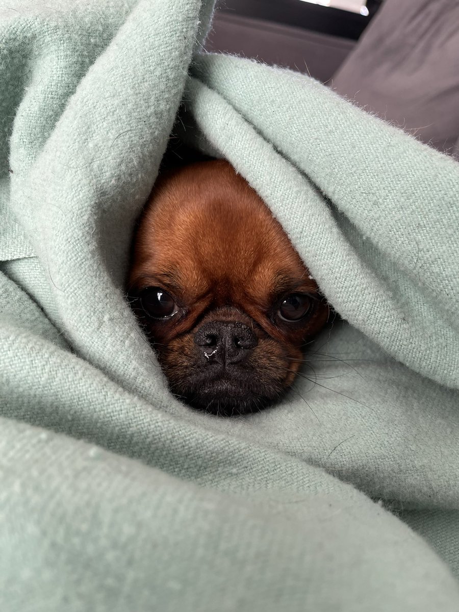 Good morning ! I can’t believe it’s already Monday tommorrow 🙀

#dogsoftwitter #DogsofTwittter #dogs #dogsofinstagram