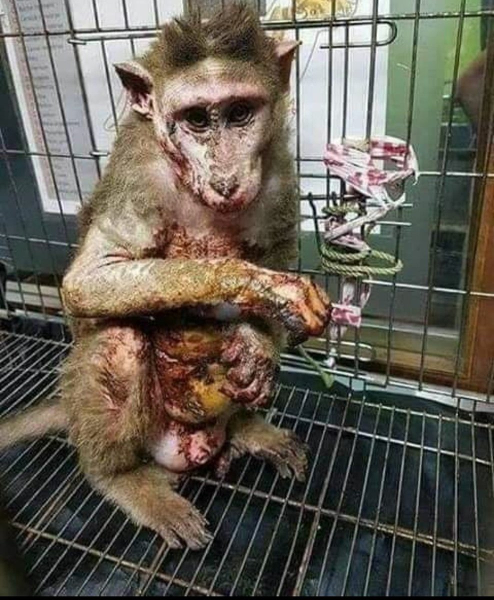 SerraoMarcus's tweet photo. Please don't buy products tested on animals (drano, crest, tide, etc).Time to #BeVegan: https://t.co/KpKJYLIujV
#vegan #vegetarian #meat #animalag #cows #chickens #pigs #fish #beef #steak #veal #burgers #pork #bacon #chicken #dairy #milk #cheese #eggs #lamb #goat #baby #veganuary https://t.co/5p1NHy2dFI