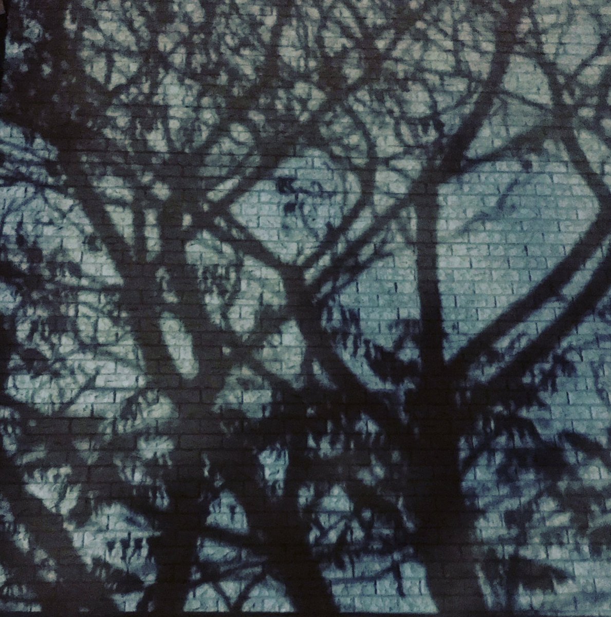 Alstudio18's tweet photo. we are different, we see differently  BIRDS @withFND #shadow #tree #wall #birds https://t.co/AqpxjbZUDQ
