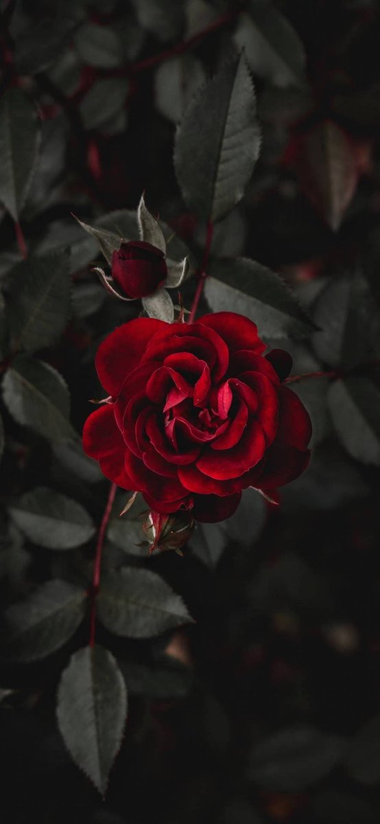 الا اِنَّ نَصْرَ االلّهِ قَرِيبُ٠                                  

•Muhakkak ki ALLAH'ın yardımı yakındır.
 Bakara/214