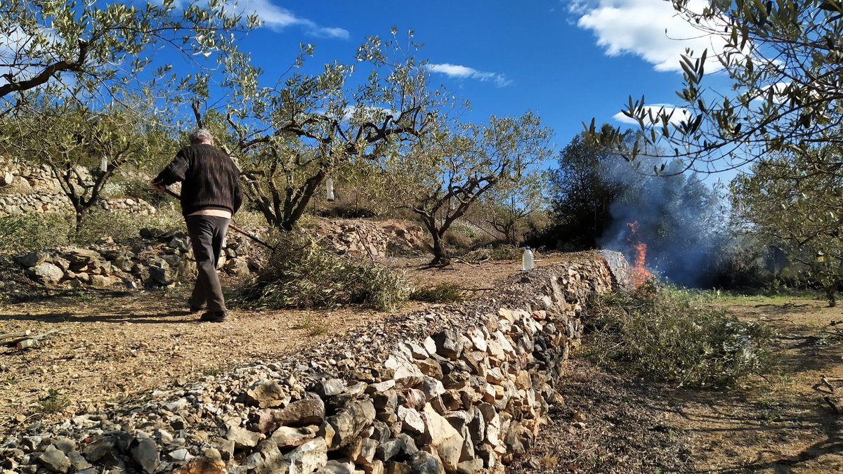 JaMassague's tweet photo. Avui dia de manteniment de l'olivar amb la crema de les restes de la poda!
Mantenir els camps nets i cuidats, amb un sistema de mosaic agrari ajuda en la no propagació dels grans incendis com vam veure al #IFRoses
#Rural #Olivar @agentsruralscat @Agents_Rurals #CuidemElCamp https://t.co/Ce7UUSNf5P