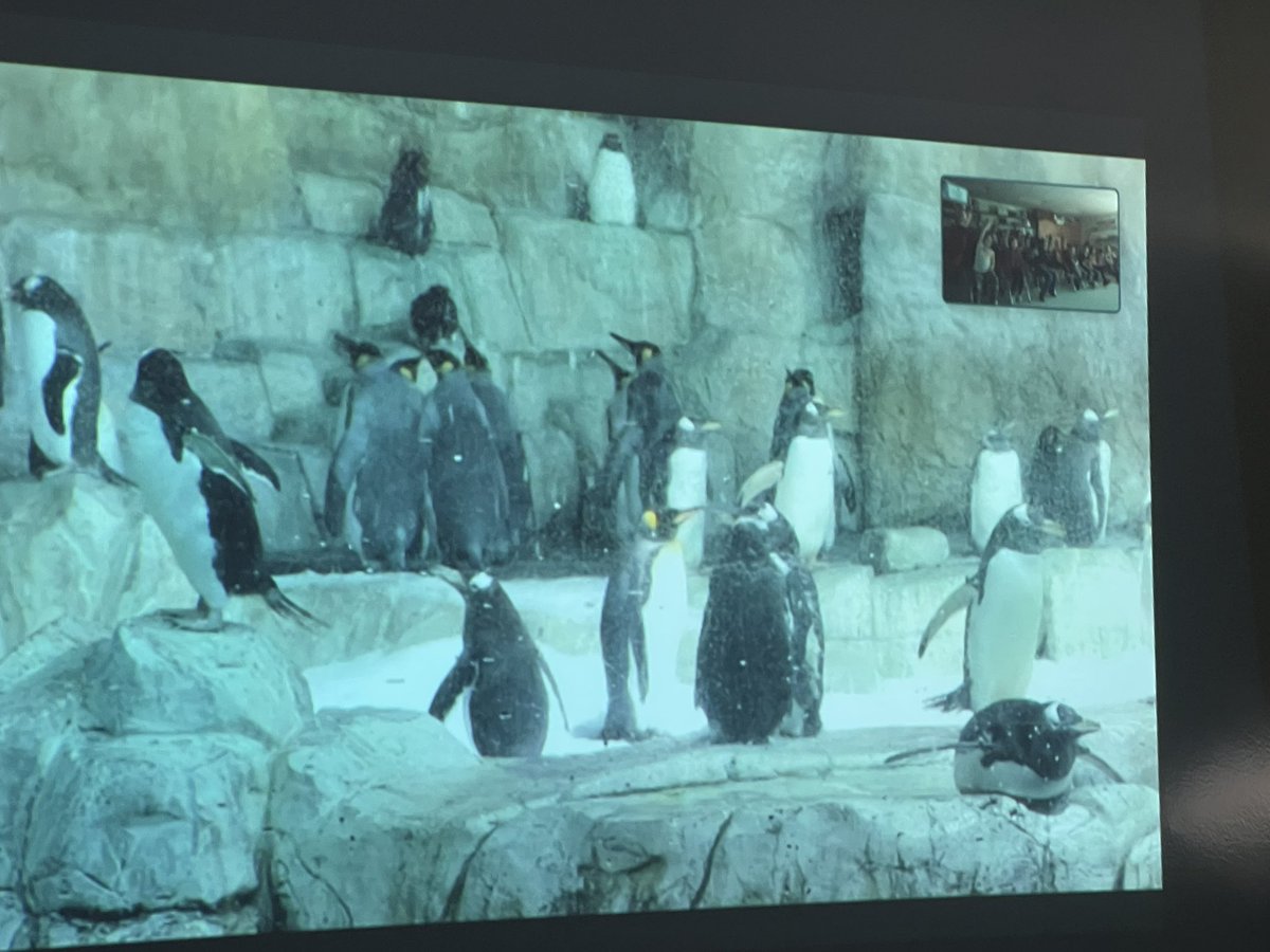 2ndGradePirates's tweet photo. Finished our penguin unit with a virtual field trip to the zoo!!! https://t.co/7Byl1yY9NW