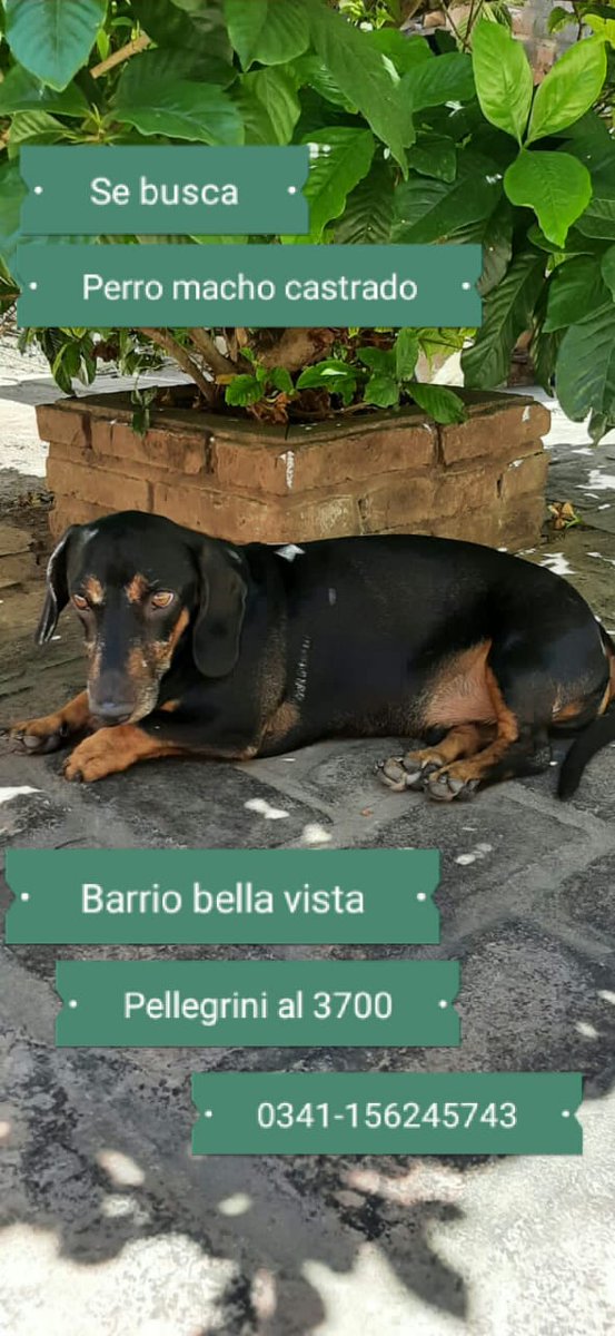 emanuel_medori's tweet photo. Por favor difundir https://t.co/tIoEPXiWx6