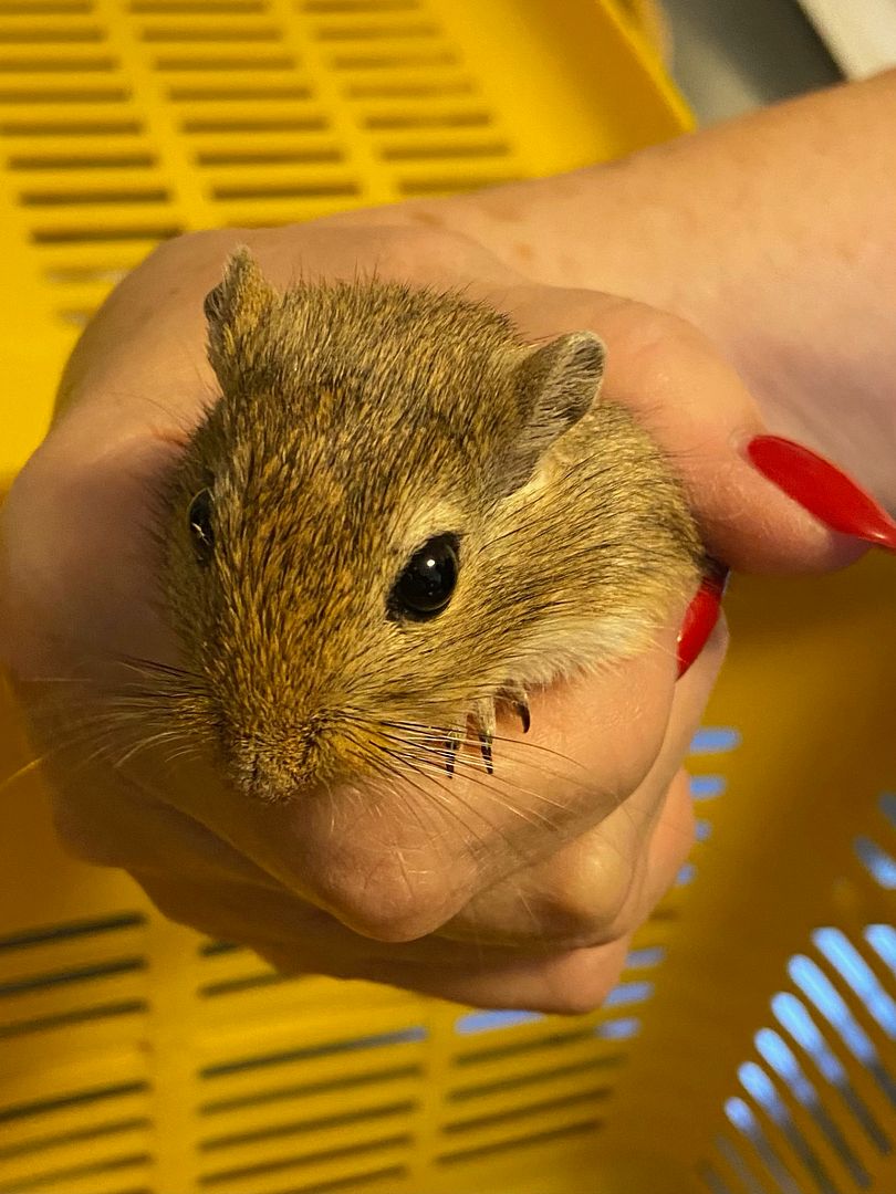 Emily, Hailey, and Ryanne are a trio of gerbils ready to find their forever home. They are being fostered in Newsfield, NH.

#gerbils #adoptdontshop #mainelyratrescue