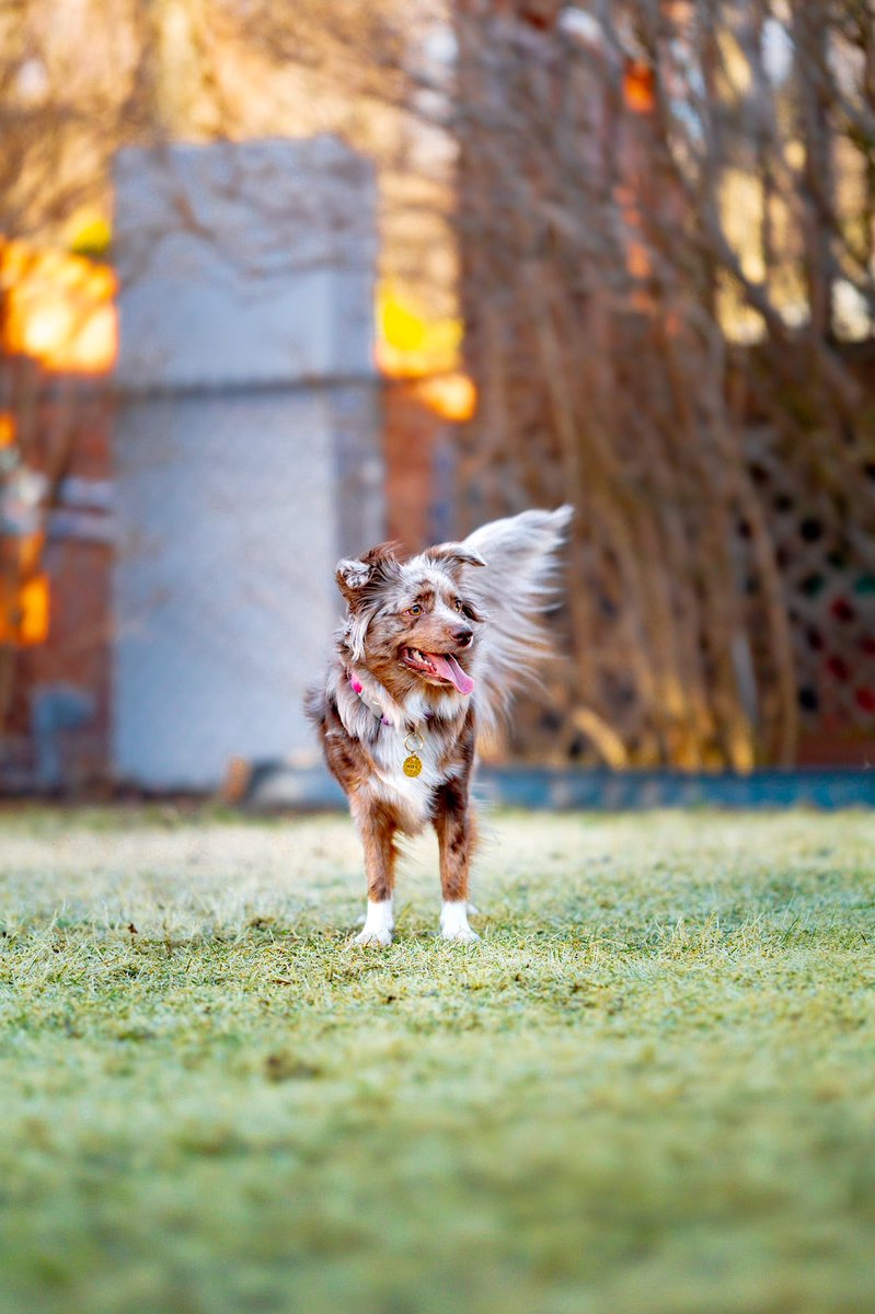 A little wind never stopped me. Feels like I’m flying. 🍃🌬 #twitterdogcommunity #dogsoftwitter #dogsofinstagram #canonphotography