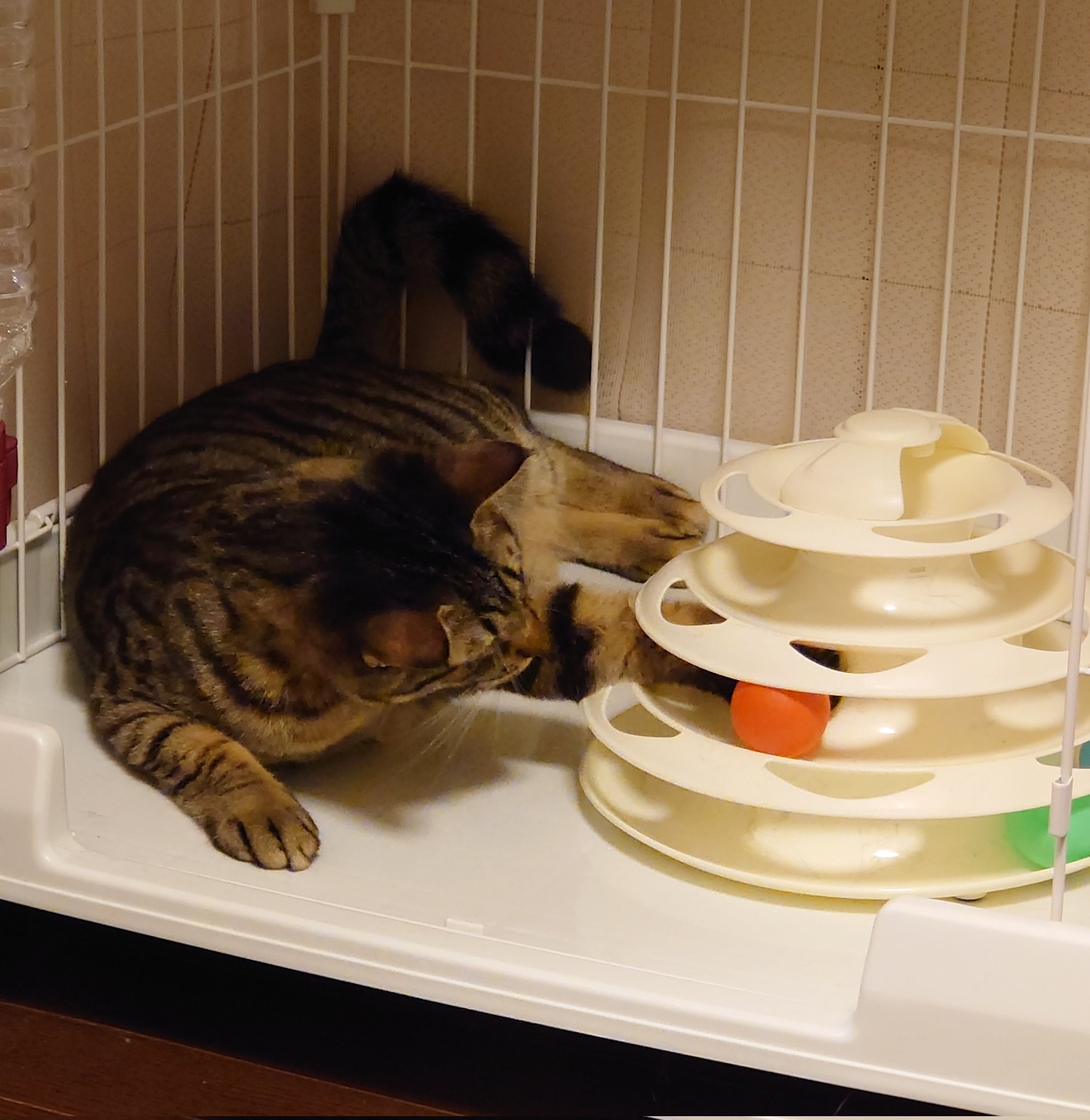キャットボールトイ Twitter Search Twitter
