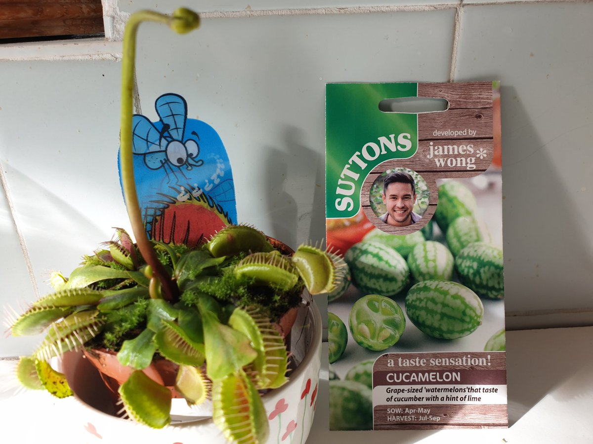 Venus fly trap plant & cucamelon seeds.