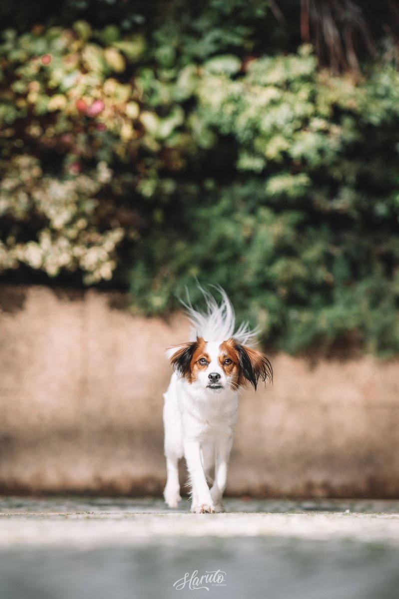 Haruto Pet Photography (@harutopet) on Twitter photo 